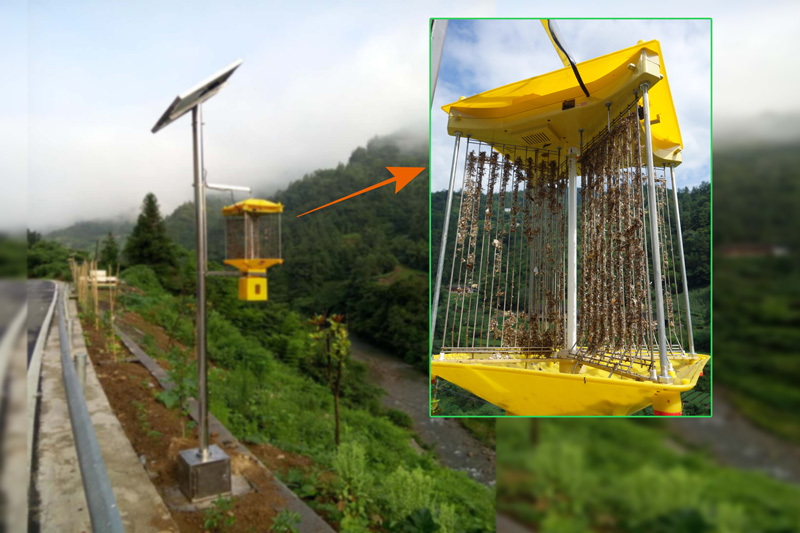湖北恩施鶴峰使用太陽能殺蟲燈案例圖片