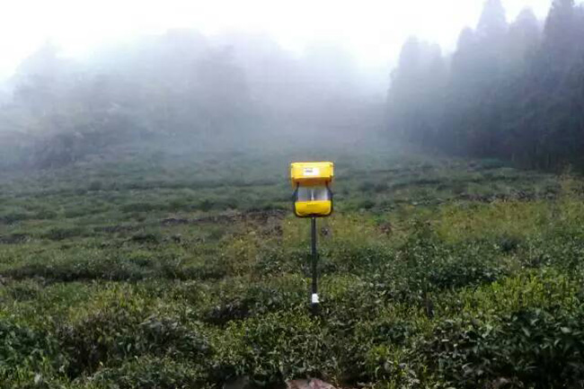 有機茶園用殺蟲燈給茶樹物理滅蟲