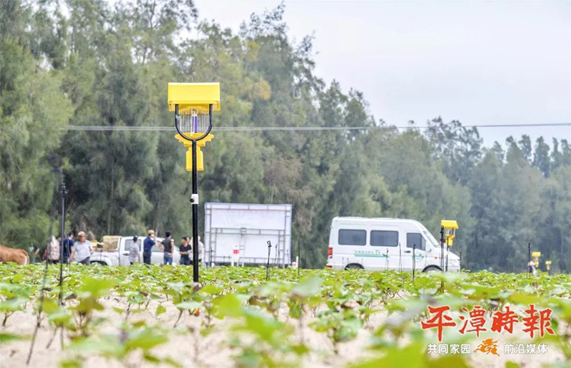 福建平潭太陽能殺蟲燈用于甘薯種植效果