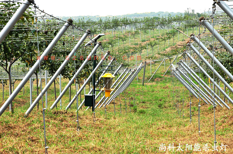 江蘇南京獼猴桃果園用太陽能殺蟲燈效果怎么樣