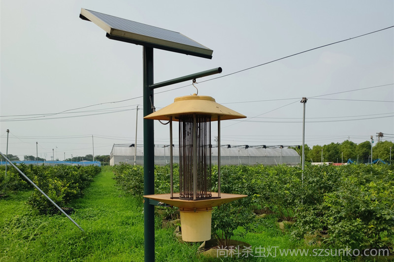 大棚太陽能殺蟲燈，建設綠色農業示范區