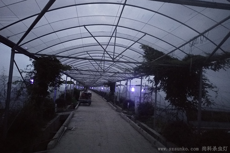 蔬菜種植基地大棚太陽能殺蟲燈使用效果