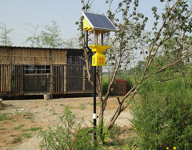 庭院太陽能殺蟲燈：高效、安全的驅蟲神器